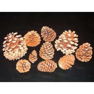  Two Pounds Assorted Pine Cones 