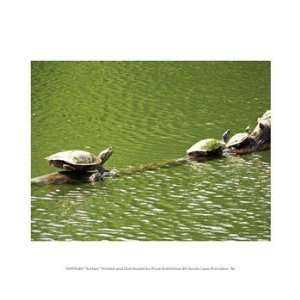  Liebermans PPFPVP0549 Turtles 10.00 x 8.00 Poster Print 