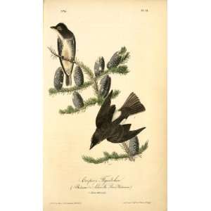   John James Audubon   24 x 40 inches   Coopers Flyc