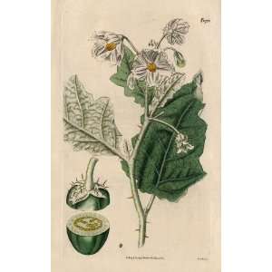 1826 Hand Painted, Copper Engraving of the Solanum Marginatum or White 