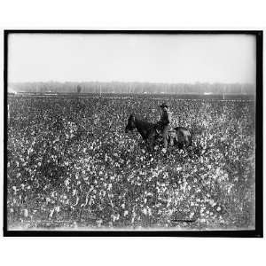  Cotton fields at Dahomey,Miss.