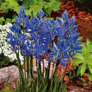  Lavender Blue Indian Hyacinths   Fall Bulbs by Winston 
