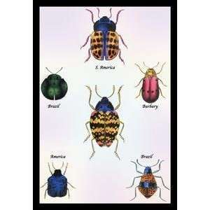  Vintage Art Beetles of Barbary and the Americas #1   15387 