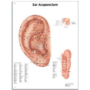 3B Scientific VR1821UU Glossy Paper Ear Accupuncture Anatomical Chart 