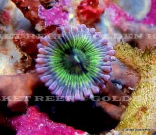 Live Coral   Single Head Pink Skirt Green Zoanthid Polyp  