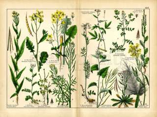 1887 SCHUBERT CHROMOLITHOGRAPH mustard, garlic, turnip  