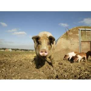  Free Range Organic Sow and Piglets, Wiltshire, UK Premium 