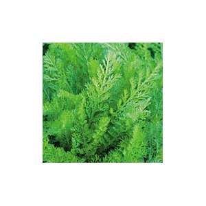  Yarrow Patio, Lawn & Garden