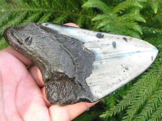 75l Megalodon fossil Shark Tooth Teeth BEAUTIFUL HUNTER MEGALODON 