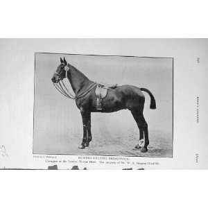   1910 Antique Portrait Hunter Gelding Broadwood Horse