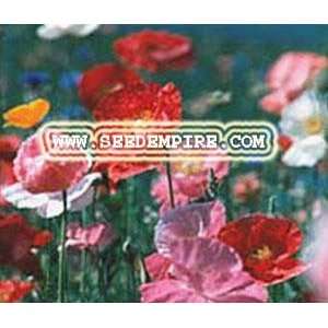   MIX Cascade Pocket     600,000 Flower Seeds Patio, Lawn & Garden