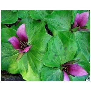  10 Trillium Pink Nodding Patio, Lawn & Garden