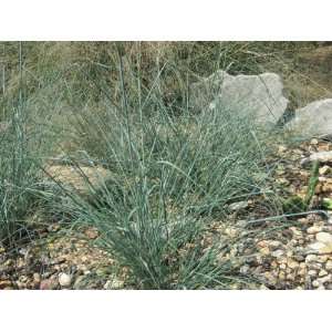   love grass   Eragrostis Elliottii plant Patio, Lawn & Garden