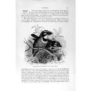   NATURAL HISTORY 1894 95 CRIMSON BREASTED BARBET BIRDS