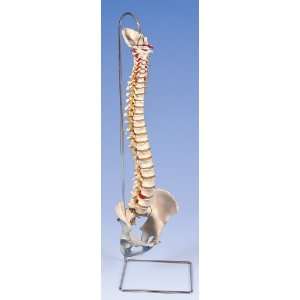 Vertebral Columns with Pelvis without stand A59/1  