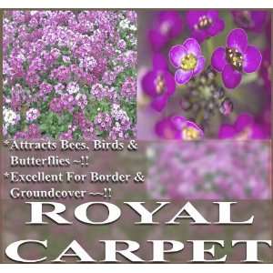  1 oz (83,000+) ALYSSUM ROYAL CARPET Flower Seeds Fragrant 