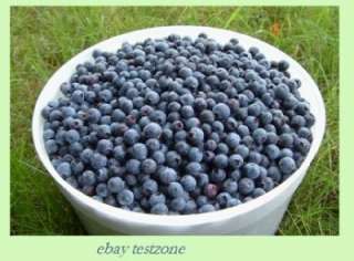 Highbush Blueberry   50 Seeds   High Yielding Blue Berries Perennial 