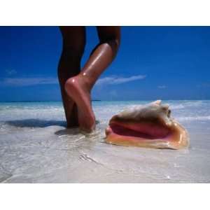 Female Feet and Conch Shell on a Pink Sand Beach, Pink Sands Beach 