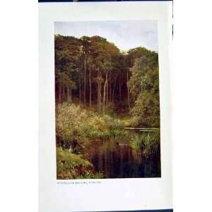    C1934 View Woodland Depths Wotton Trees Lake Colour
