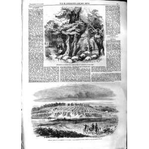   1859 THUNDERSTORM SHEEP HYDE PARK ENCAMPMENT WOOLMER