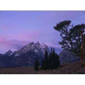  Cluster of Limber Pines Grow in Midst of Field in Front of 