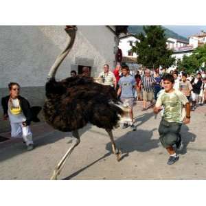  Running with an Ostrich in the Streets of Northern Spain 