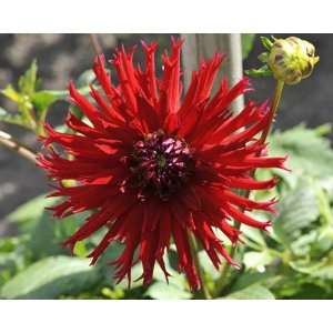  Dahlia Apache No. 1 25 pack Patio, Lawn & Garden