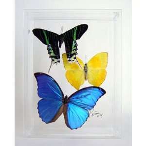  Real Butterflies   colorful   Morpho Phoebis Leilus 
