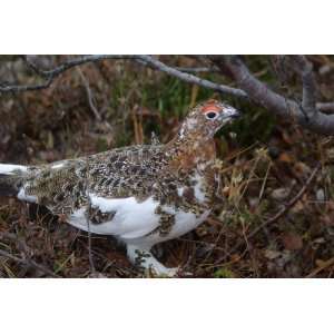 Willow Ptarmigan   Fall Plumage Taxidermy Photo Reference CD