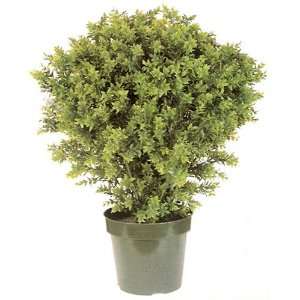  31 INDOOR / OUTDOOR Deluxe Basil Plant