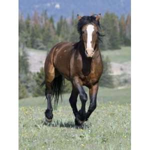 Wild Horse, Bay Stallion Cantering Portrait, Pryor Mountains, Montana 