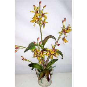  25 Wild Vanda Orchid in Old World Stone #2