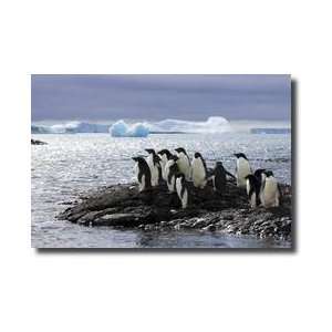  Adelie Penguins Antarctic Peninsula Giclee Print