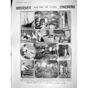  1908 LONDON WAREHOUSE FUR SKINS ART GALLERY LADY SPINET 