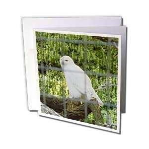  Edmond Hogge Jr Birds   White Owl   Greeting Cards 6 