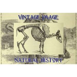   Key Ring Vintage Natural History Image Skeleton of the European Bison