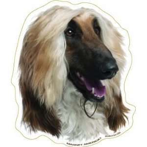 Afghan Hound