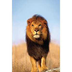  Majestic African Lion Poster Of Wildlife W Head Pp30296 