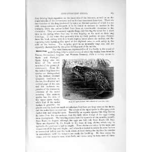    NATURAL HISTORY 1896 MALE MIDWIFE FROG CHAINS EGGS