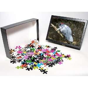   Puzzle of African Grey Parrot from Ardea Wildlife Pets Toys & Games