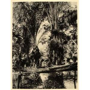  1930 Oil Palms Elaeis Congo Africa African Landscape 