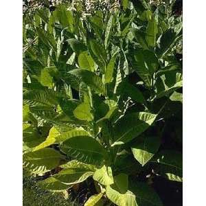   Heirloom Narrow Leaf Madole Tobacco Plant Seeds Patio, Lawn & Garden