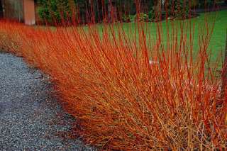 Flame Willow   Salix   Orangey Red Branches, Year Round  