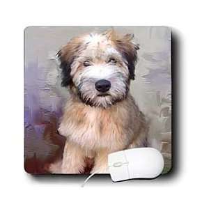 Dogs Soft Coated Wheaten Terrier   Soft Coated Wheaten Terrier   Mouse 
