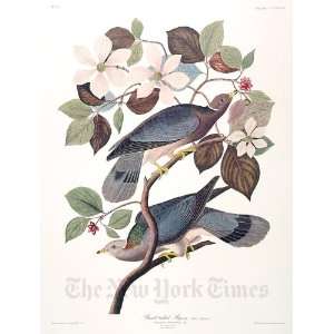  Band tailed Pigeon, Plate 367