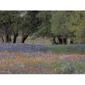  and Bluebonnets Below Oak Trees, Hill Country, Texas, USA Art 