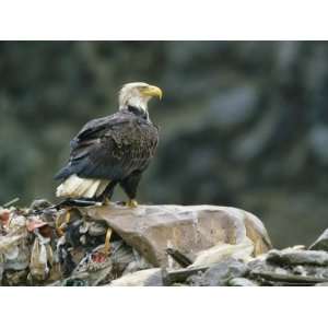  An American Bald Eagle Perches on a Trash Heap Stretched 