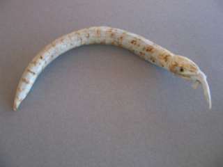 bone carved snake eating a lizard. Its eyes are jet. The lizard is 