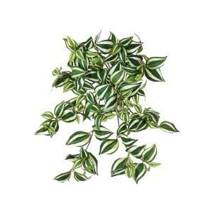 19 Water Resistant Wandering Jew Hanging Bush X9 Green White (Pack of 