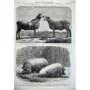   1862 Cattle Show Poissy Cotswold Sheep Yorkshire Pigs